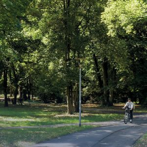 Grüne Bäume, Radweg, Fahrradfahrer