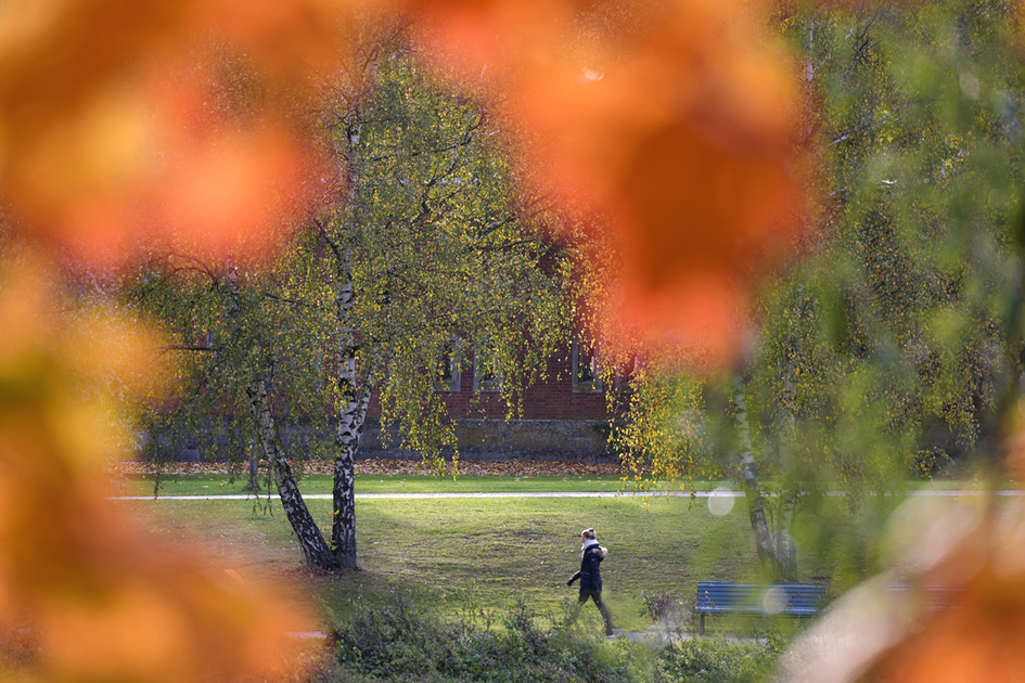 Herbstbild Laub Schloßlände